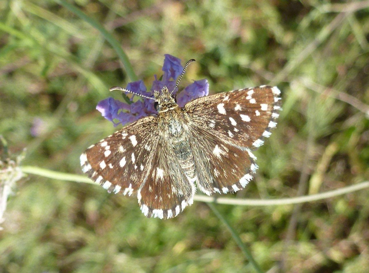 Pyrgus armoricanus o malvoides?